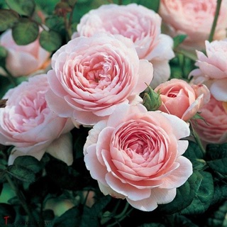 thuy.ntt88