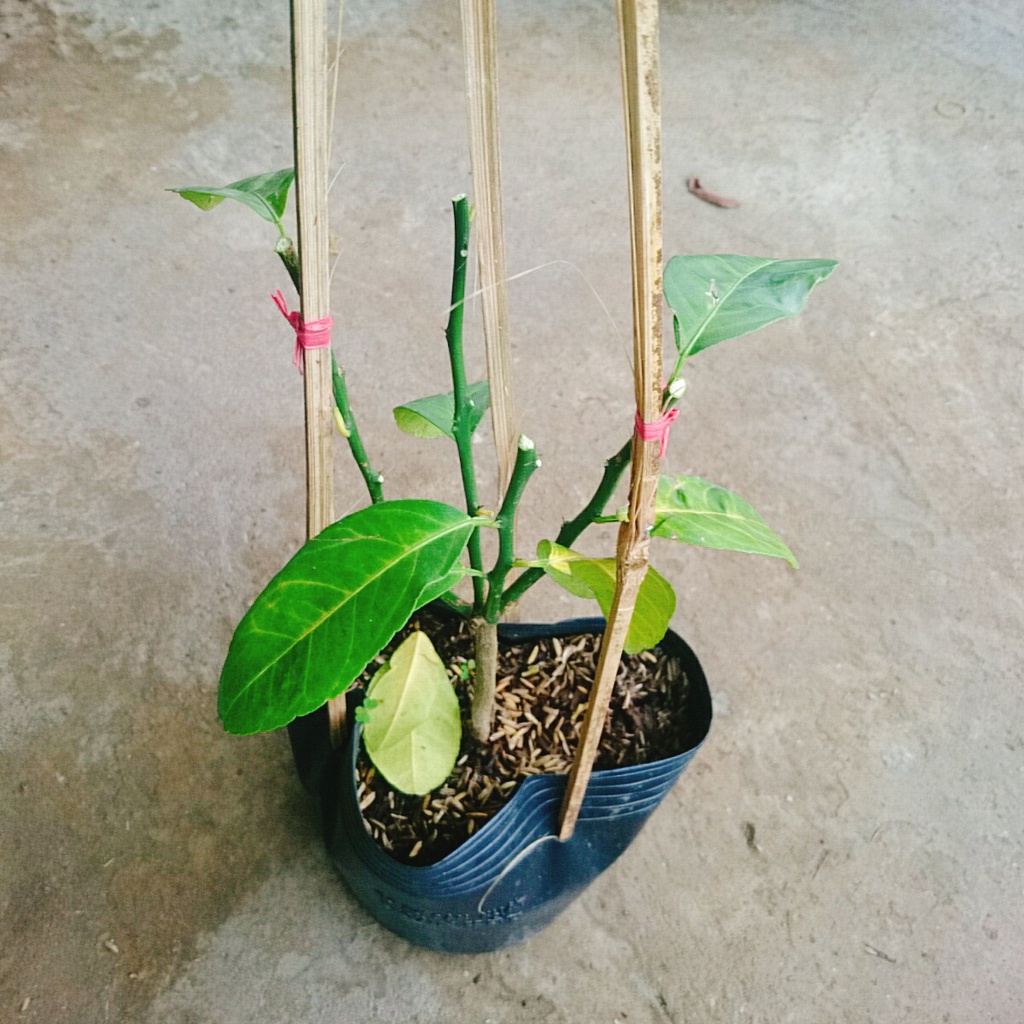 Cây chanh tứ quý cao 40-50 cm