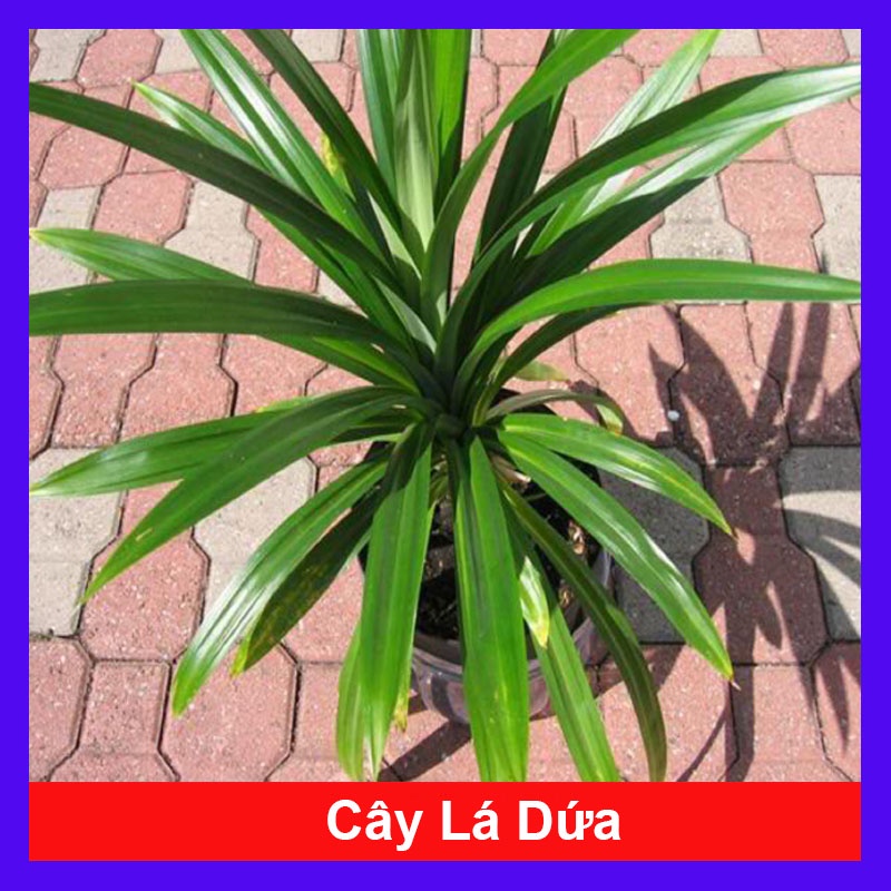 Cây lá dứa ( cây lá nếp ) - cây cảnh sân vườn