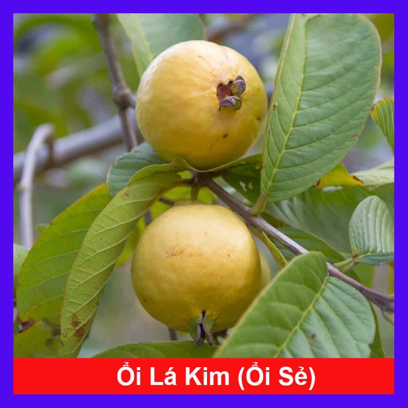 Cây Ổi Lá Kim ( ổi sẻ ) - cây ăn quả