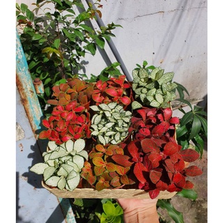 FITTONIA/LÁ MAY MẮN/CẨM NHUNG size 7-8cm KHỎE ĐẸP ĐỦ MÀU CÓ SẴN TẠI VƯỜN LỖI 1 ĐỀN 1
