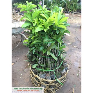 Giống Cây Hồng Xiêm Xoài cao 80cm - 1m 5 Tháng ra quả Trái Siêu To .