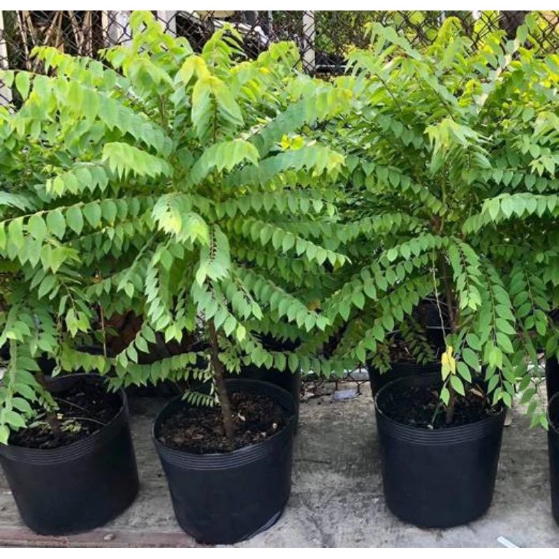 d33c6383f20beb377e919f9d941b3c87