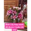 Gói Dưỡng Hoa Tươi Lâu Floralife 5g Giữ Hoa Tươi Sắc Sạch Nước Cho Bình Hoa và Xốp Cắm