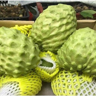 Cây na dứa Đài Loan cao 60-90 cm cây ghép .