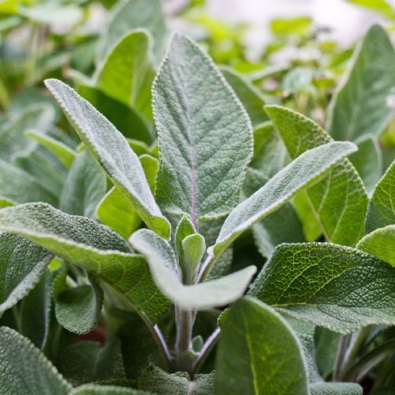 Hạt giống Xô Thơm Sage Nhập Khẩu Thái Lan - Nguyên gói 1gram - Nảy mầm ...