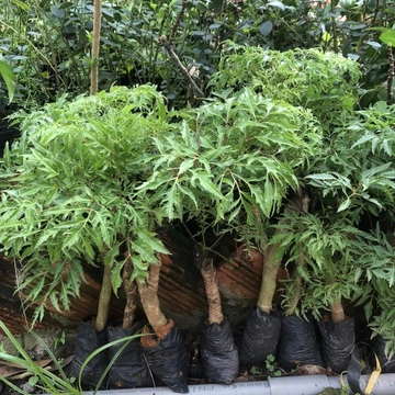 Cây giống đinh lăng lá nhỏ/ đinh lăng nếp - Polyscias fructicosa - Trang Flowers