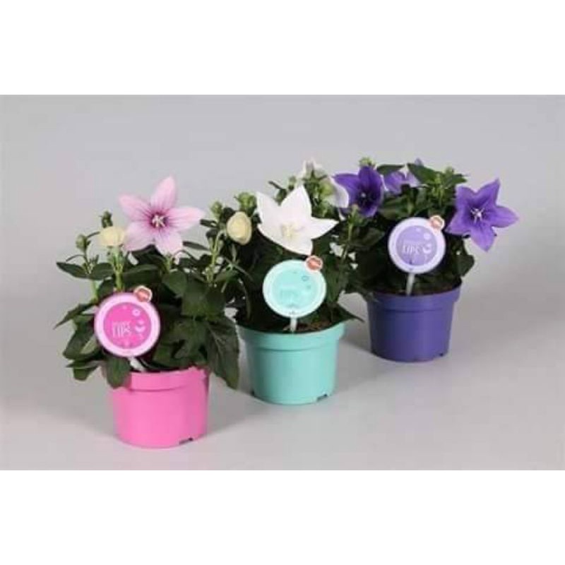 💢 200 hạt giống hoa Cát Cánh ❤ Siêu Xinh❤ nảy mầm cực đỉnh chất lượng cao