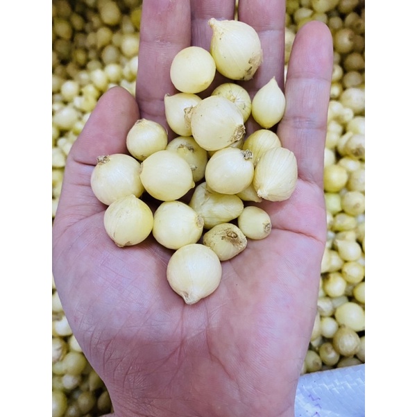 CỦ NÉN SẤY KHÔ (HÀNH TĂM) | Shopee Việt Nam