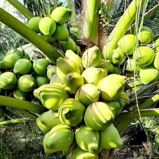 Cây giống dừa xiêm lùn Bến Tre siêu trái nước ngọt 2 năm ra quả ( ảnh thât) .