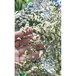 Hoa sao khô màu tự nhiên trang trí xinh đẹp
