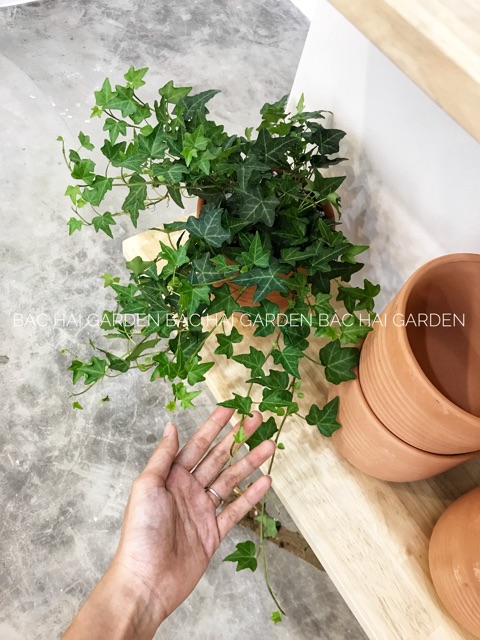 Chậu thường xuân để bàn trang trí nội ngoại nhà ở, văn phòng thất kèm chậu