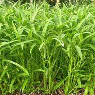 Hạt Giống Rau muống lá tre