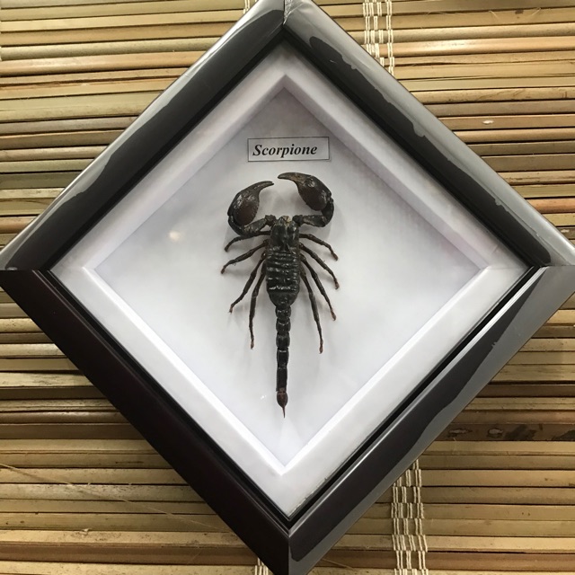 Tiêu Bản Bọ Cạp Hoàng Đế (Pandinus imperator)