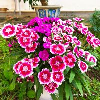 vn5268_64024