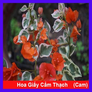 Cây hoa giấy cẩm thạch (màu cam) - cây cảnh để bàn