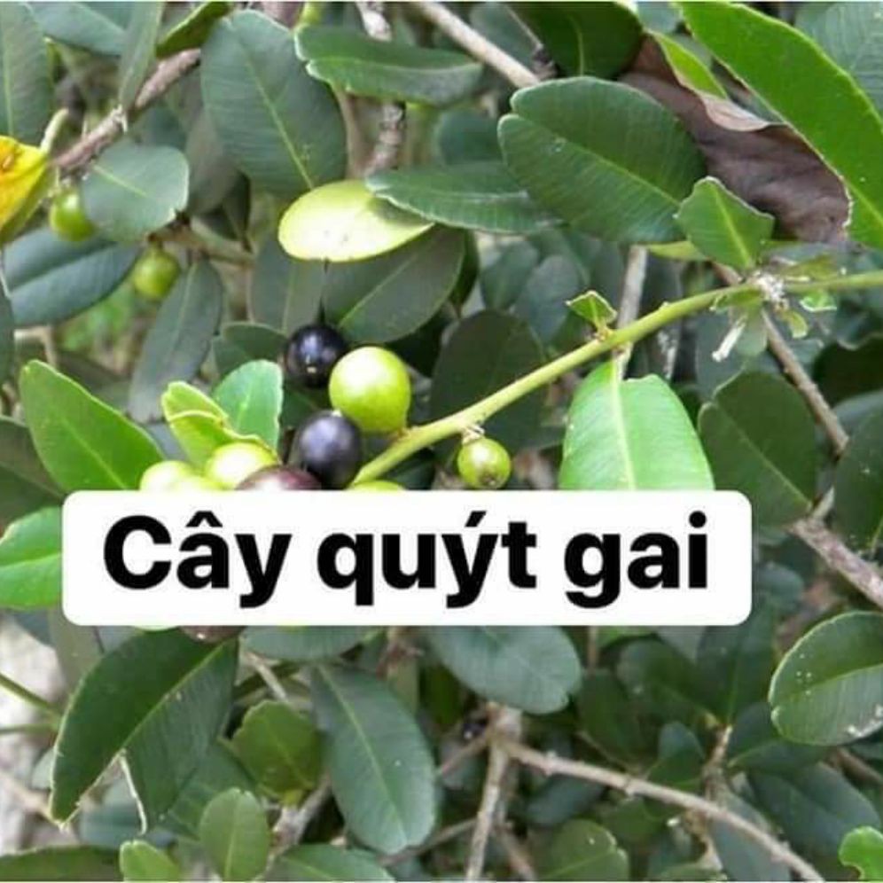 [Mã BMTTC60K giảm đến 60K đơn 50K] Cây quýt gai khô JINDO 1kg