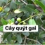 Cây quýt gai khô JINDO 1kg