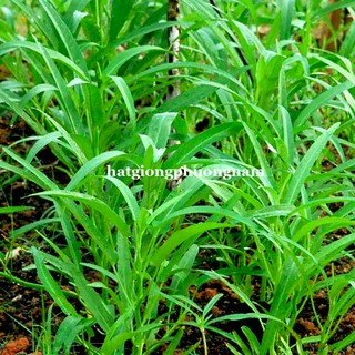 Hạt Giống Mầm Rau Muống Phương Nam