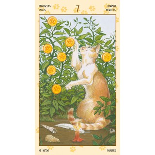 Bộ Bài Tarot of Pagan Cats (Mystic House Tarot Shop) - Bài Gốc Authentic Chính Hãng 100%