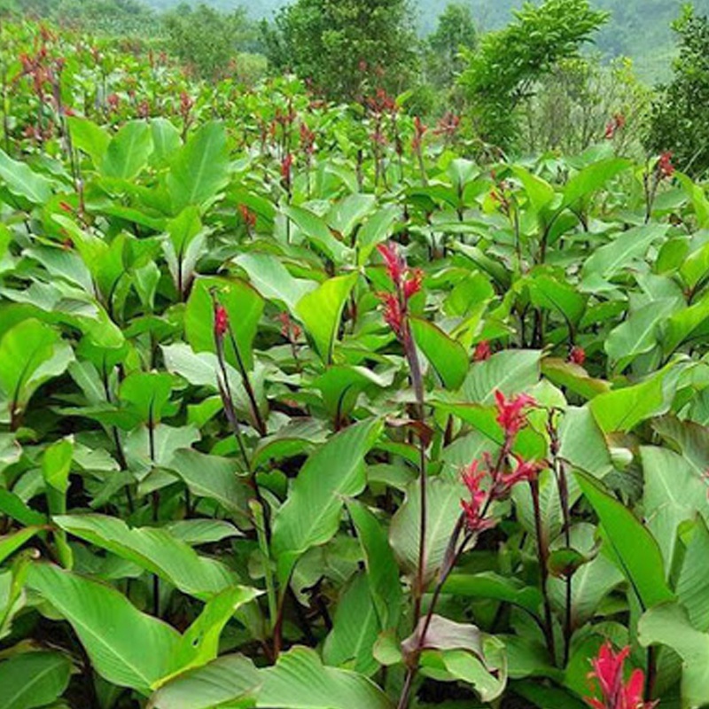 Cây Dong Riềng Đỏ Khô 1Kg 981SP | Shopee Việt Nam