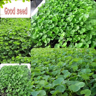Hạt giống RAU MÁ- gói 2gam