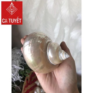Vỏ ốc khảm xanh mài xà cừ, quà lưu niệm đẹp