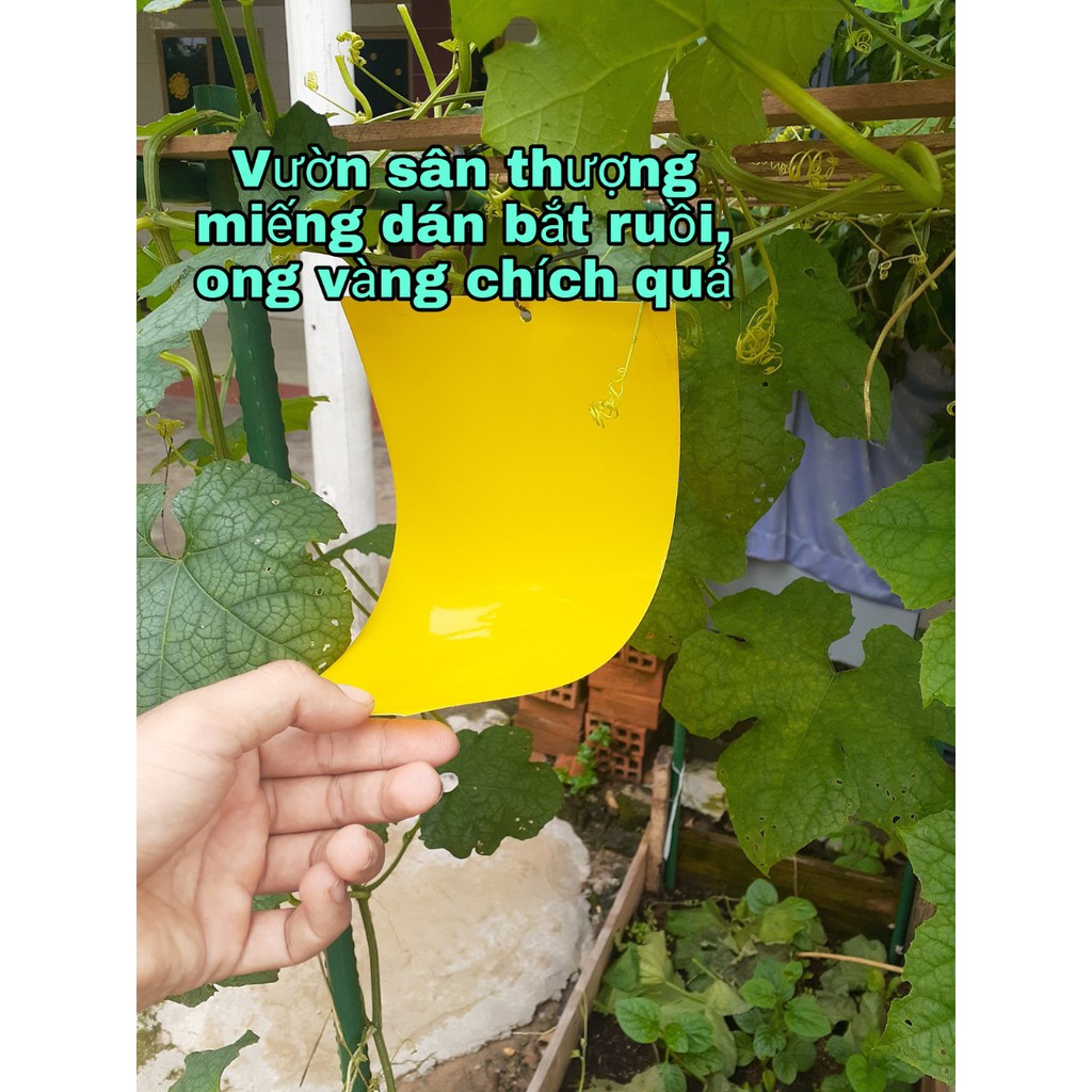 [ Kèm Dây Treo] Miếng Bẫy Dính Ruồi Vàng Và Các Loại Gây Hại Cho Cây 15*25 Cm 1 Miếng, An Toàn Tuyệt Đối