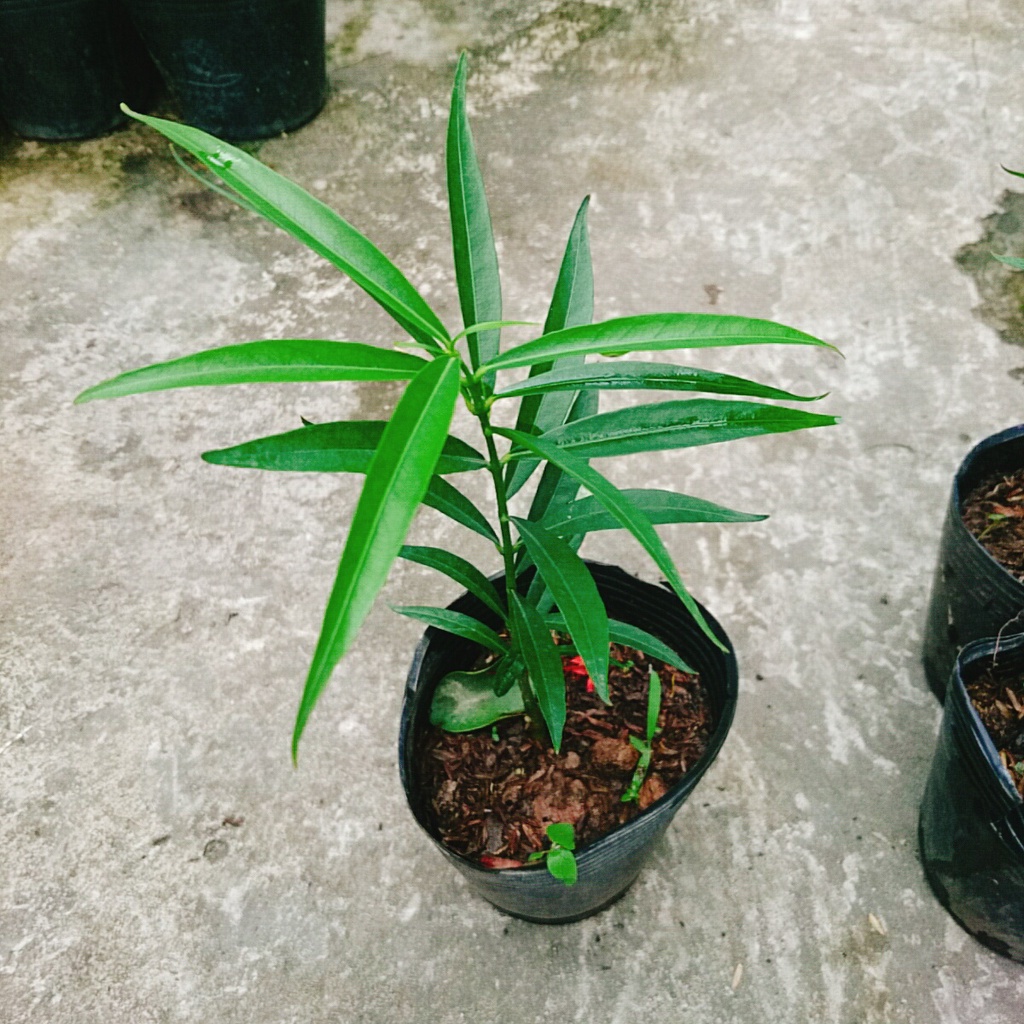 Cây đào tiên Nhật Bản - cây ăn quả - 1 năm ra quả