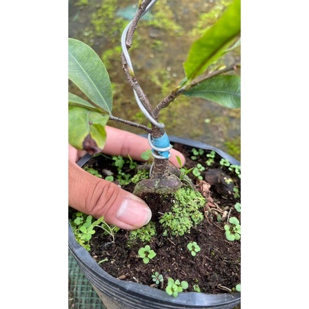Hoa mai Cúc Tiên Ông(7 tầng)_cây ghép chuẩn