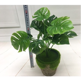 Cây Lá Rùa / Lá trầu bà rách / Monstera Trang Trí 30cm 55cm 76cm - Cây giả decor