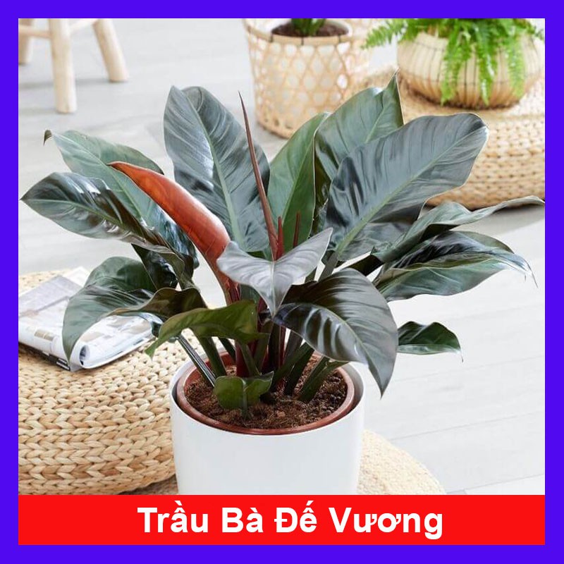 Trầu Bà Đế Vương - cây cảnh để bàn