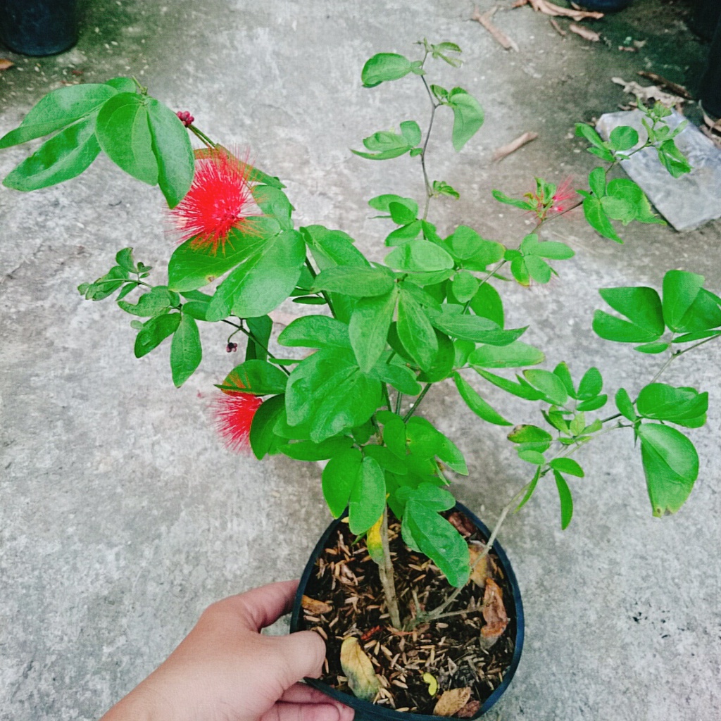 Cây Điệp Lào ( Cây Pháo Hoa )