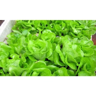 Hạt giống rau xà lách cao sản .
