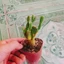 Xương Rồng Tai Thỏ - cây cảnh mini
