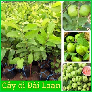 Cây ổi lê Đài Loan cao 70-90 cm(ảnh thật hình cuối) .