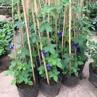 Cây Giống Hoa Đậu Biếc Leo Giàn .