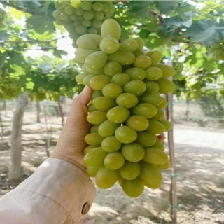 Cây nho xanh White Malaga - cây ăn quả
