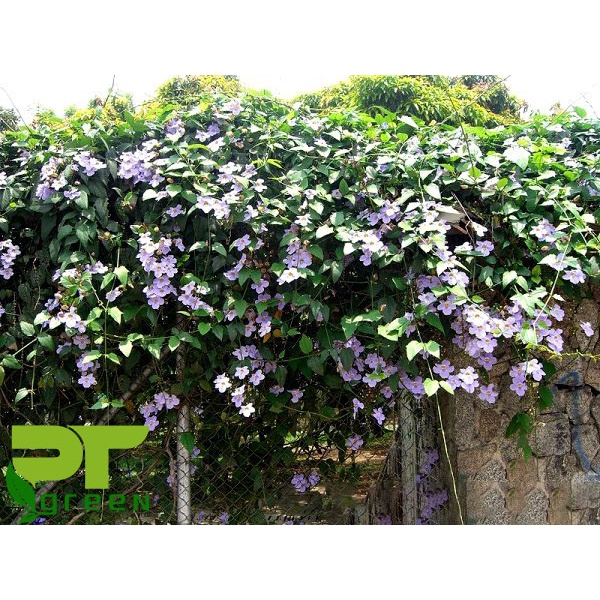 Cây Hoa Cát Đằng dây leo - cây cảnh sân vườn