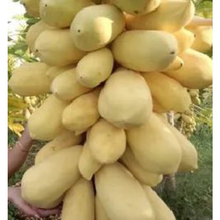 7 hạt giống đu đủ da vàng lùn làm kiểng và ăn 🍏🍏 Độc Lạ 🍒🍒 siêu năng suất