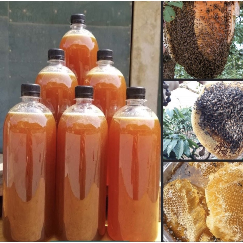 Quy trình khai thác và thu hoạch mật ong ruồi rừng ra sao?
