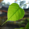 minhhanhtuc