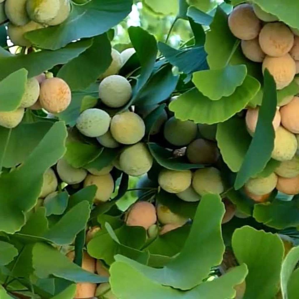 Bạch quả thượng hạng JINDO 1kg hỗ trợ cho người bị di tinh, hen phế quản, bạch đới
