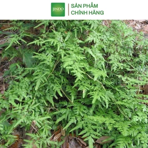 Cây bòng bong hay còn gọi là hải kim sa JINDO 1kg tác dụng hỗ trợ phù thận, suy thận