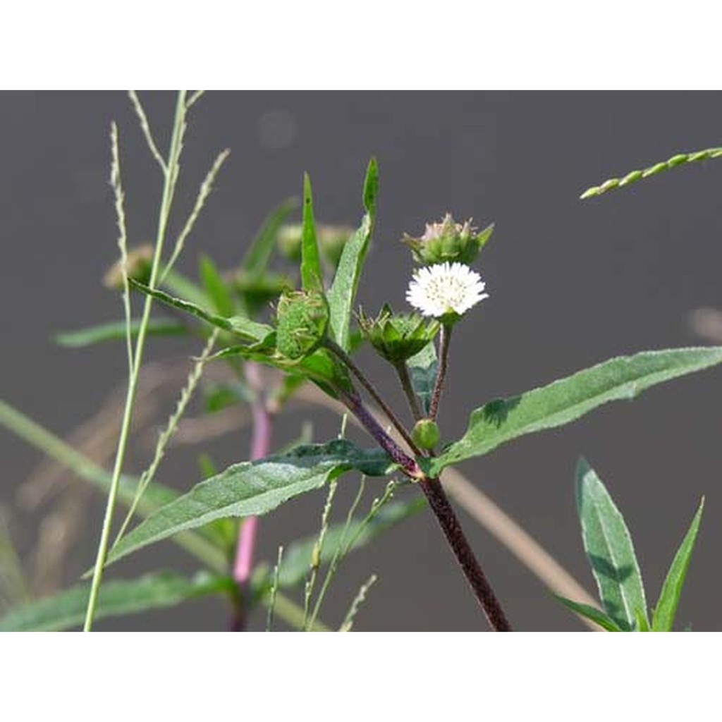 Cây nhọ nồi hay con gọi là cỏ mực JINDO 1kg tác dụng hỗ trợ tốt tóc và tốt cho thận