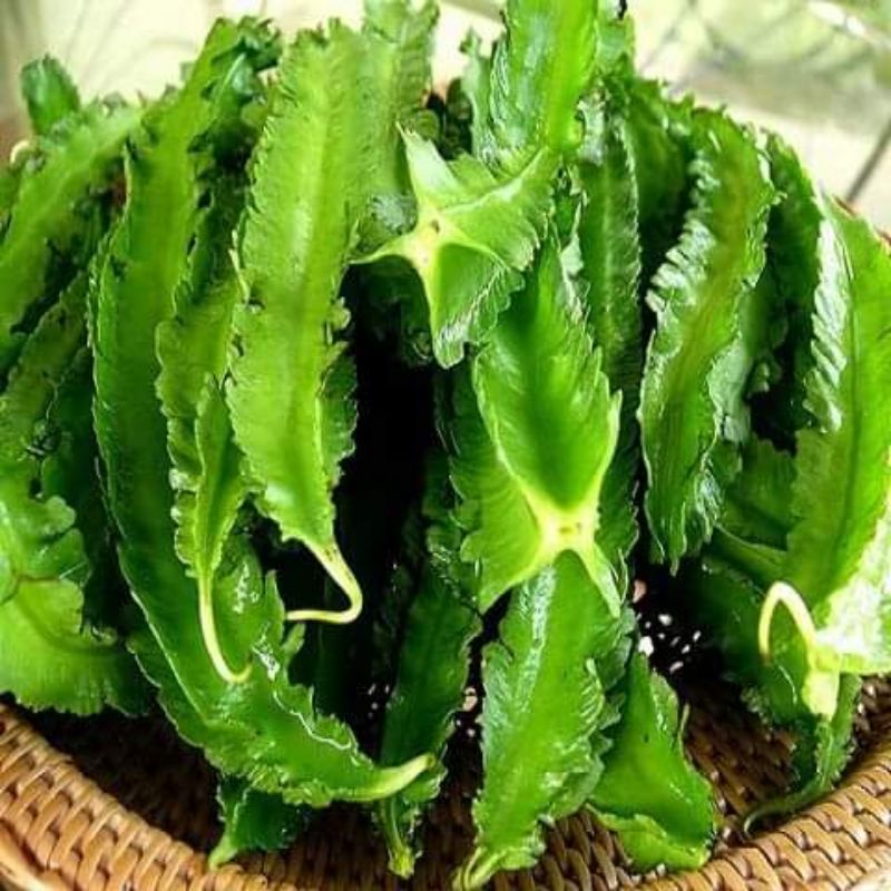 10gam hạt giống đậu rồng, đậu khế f1 Tứ Quý💥 Siêu Quả💥 chất lượng cao
