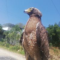 thoaimai