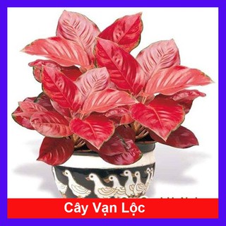 Cây Vạn Lộc - Cây Hồng Phát Lộc - chậu cây cảnh phong thủy để bàn mang đến may mắn tài lộc