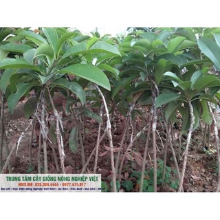Cây Giống Hồng Xiêm Xuân Đỉnh .