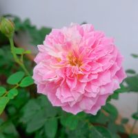 phuongthao142
